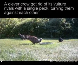 CROW!