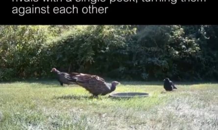 CROW!