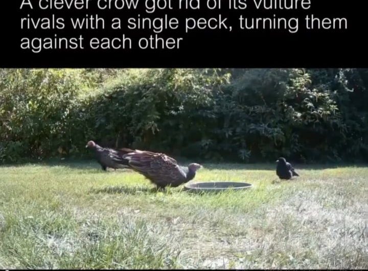 CROW!