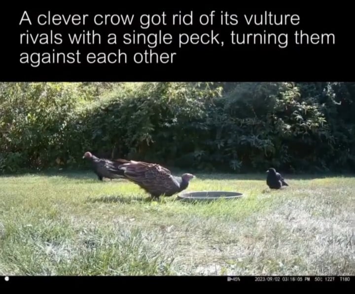 CROW!