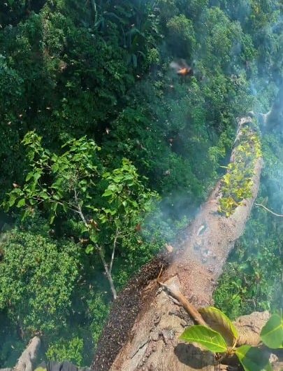 Canopy Climber harvesting honey with bare hands, no protection on the tallest tree in Indonesia.