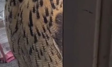 Cat sees an owl for the first time.