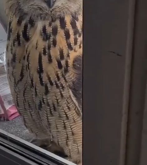 Cat sees an owl for the first time.
