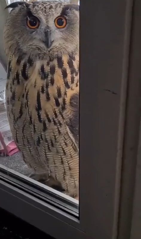 Cat sees an owl for the first time.