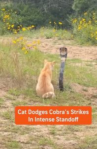 Cat survives a face off with a striking cobra