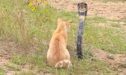 Cat survives a face off with a striking cobra