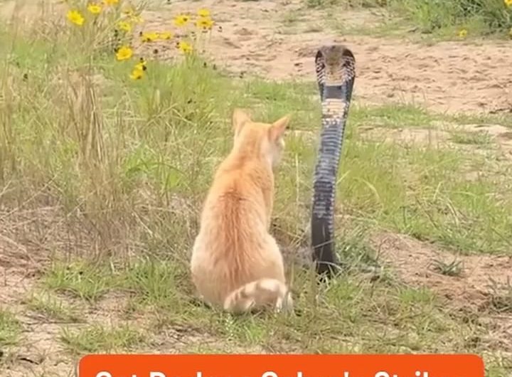 Cat survives a face off with a striking cobra