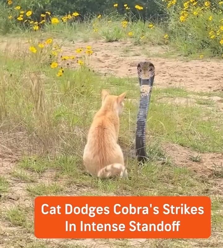 Cat survives a face off with a striking cobra