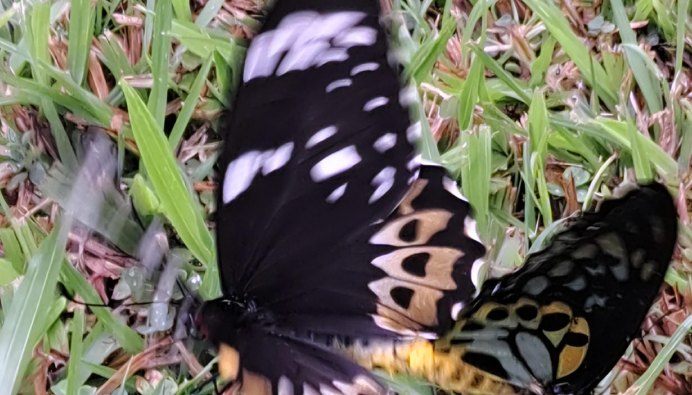 *