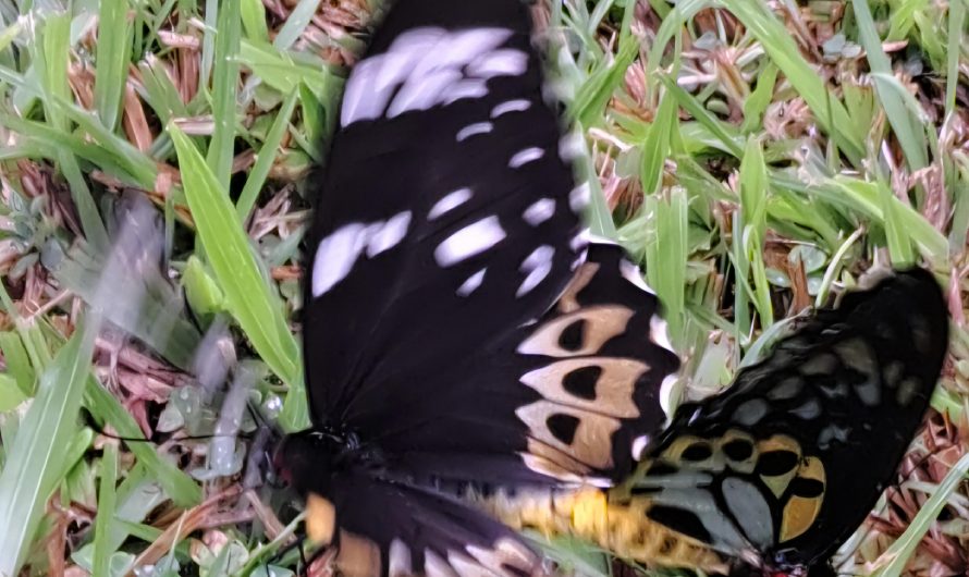 Caught a pair of Cairns Birdwing butterflies in the act. Australia.