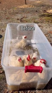 Chickens getting washed and tidied up for their work day