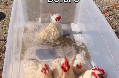 Chickens getting washed and tidied up for their work day