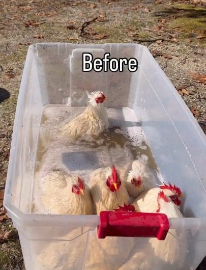 Chickens getting washed and tidied up for their work day