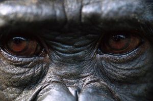 Chimpanzee's Eyes