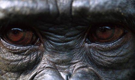 Chimpanzee's Eyes