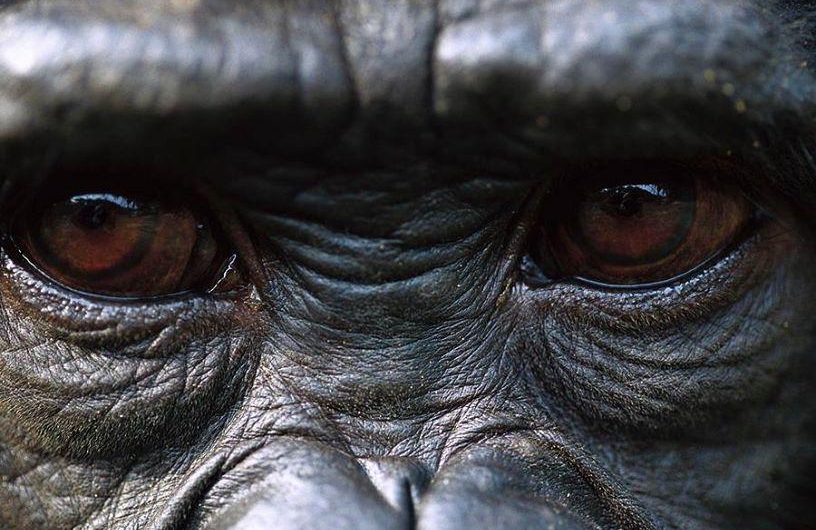 Chimpanzee’s Eyes