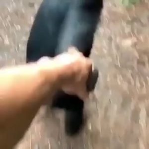 Chimpanzees are 2X stronger than your average human