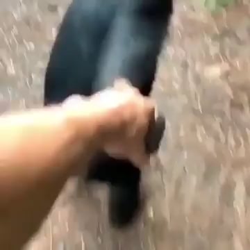 Chimpanzees are 2X stronger than your average human
