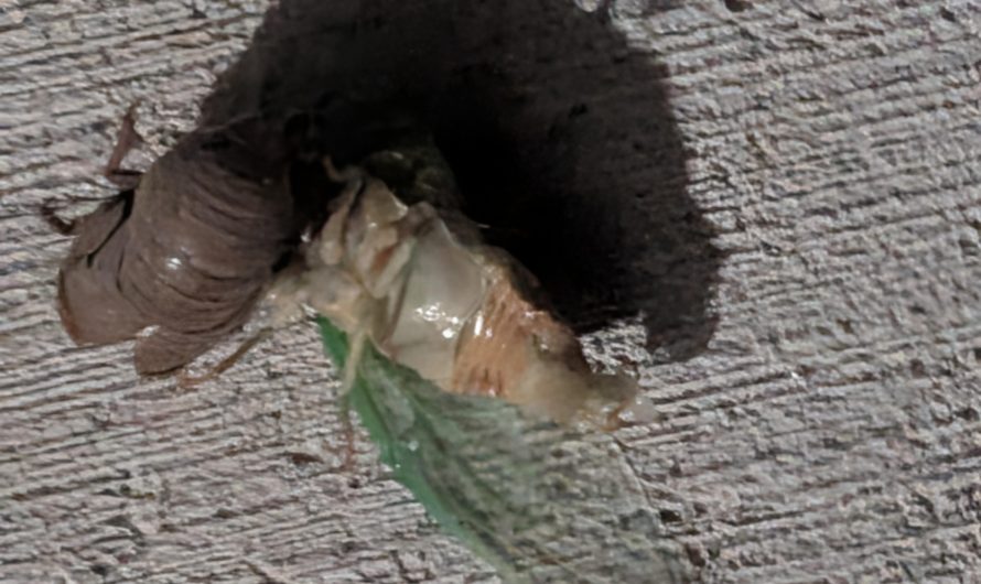 Cicada Shedding Its Exoskeleton