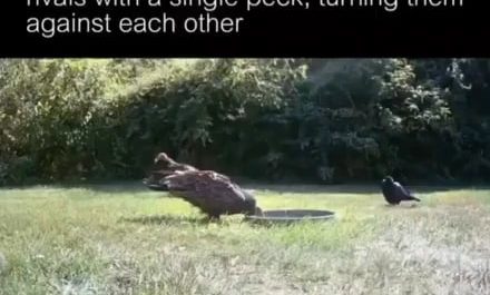 Clever crow turns two vultures against each other