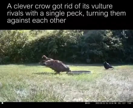 Clever crow turns two vultures against each other