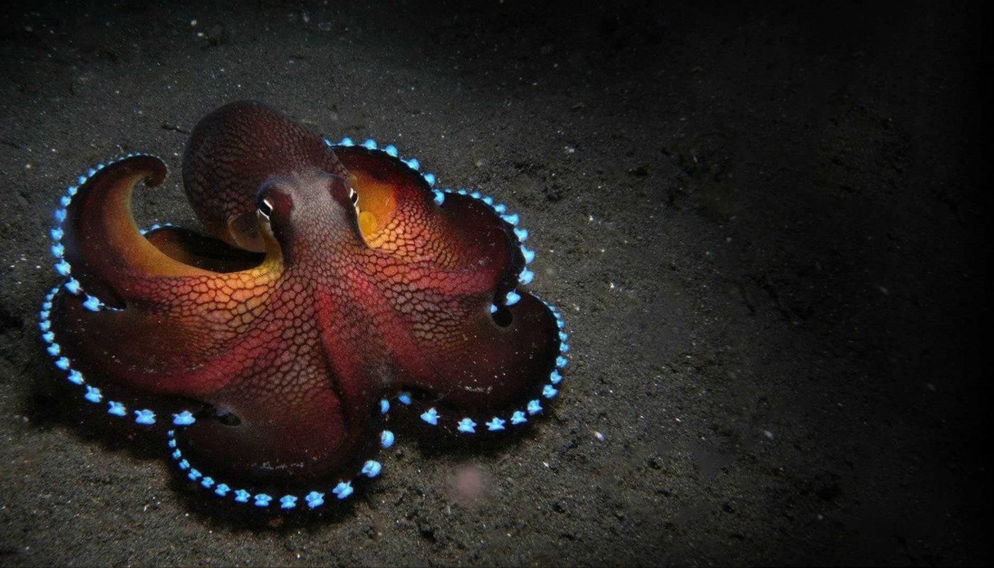 Coconut Octopus