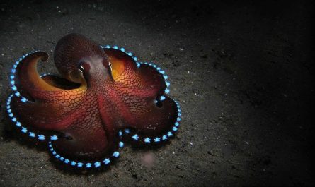 Coconut Octopus