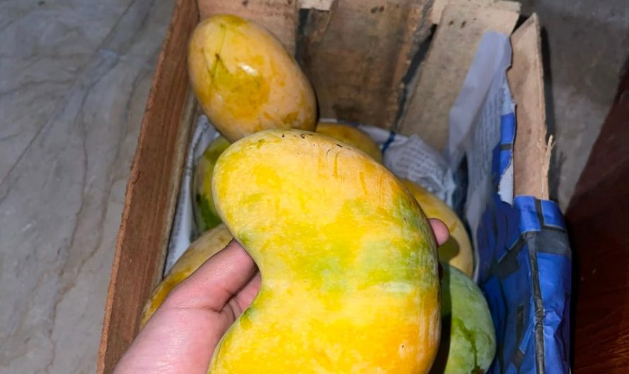 Conjoined Mangoes. Looks like a gaming controller 🎮.