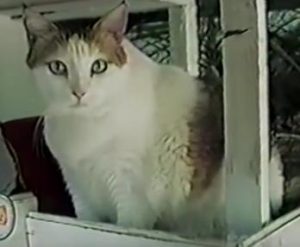 Creme puff a cat who was born in August 1967 and died in August 2005 at a record 38 years old.