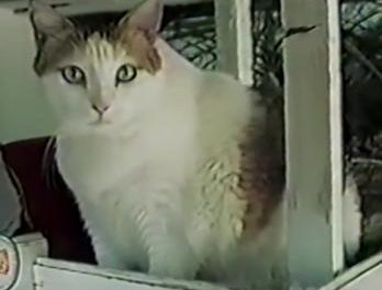 Creme puff a cat who was born in August 1967 and died in August 2005 at a record 38 years old.