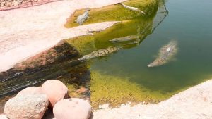 Crocodile enjoys a water slide