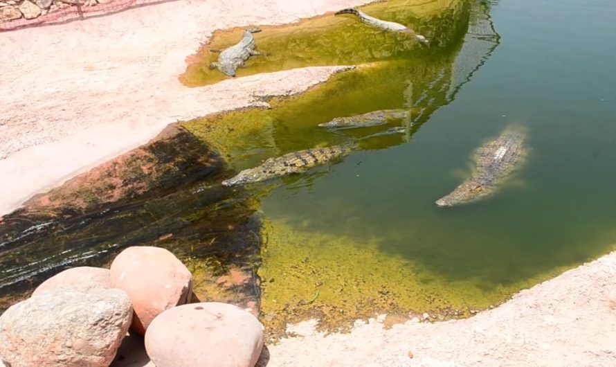 Crocodile enjoys a water slide