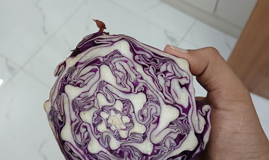 Damascus Cabbage 3.0