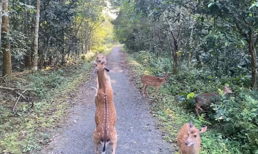 Deer fighting