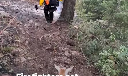 “Determined goat” leads firefighters and helps mitigate Rock Creek Fire