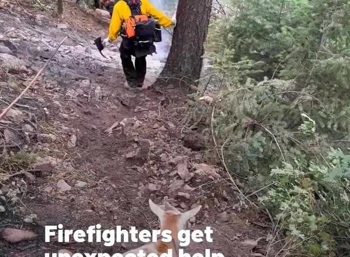 “Determined goat” leads firefighters and helps mitigate Rock Creek Fire