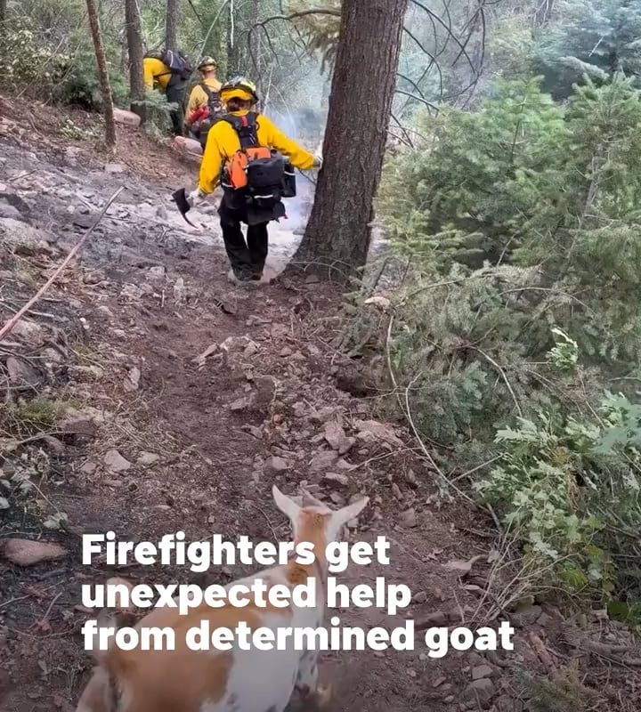 “Determined goat” leads firefighters and helps mitigate Rock Creek Fire