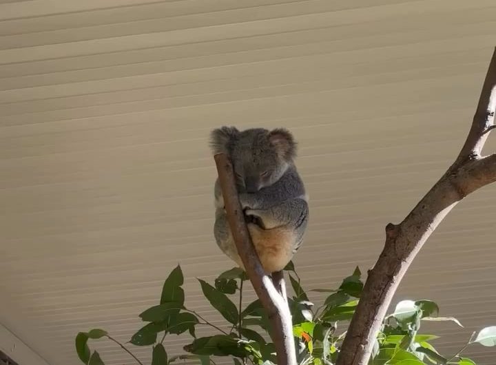 Did you know Koalas use trees as Air-Conditioning! They are able to use them to thermoregulate and transfer their heat into trees during hot weather