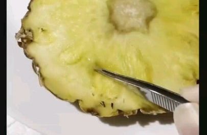 Did you know that pineapples are made of tiny needle structure.