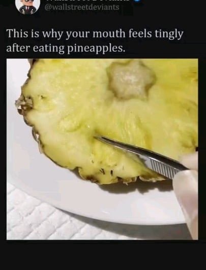 Did you know that pineapples are made of tiny needle structure.