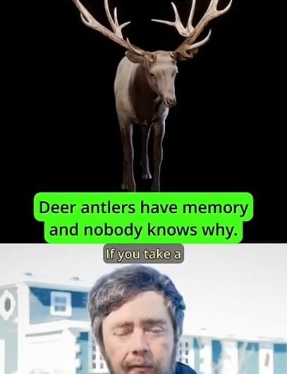 Dr. Michael Levin, from Tufts University, explaining how deer antlers have trophic memory.