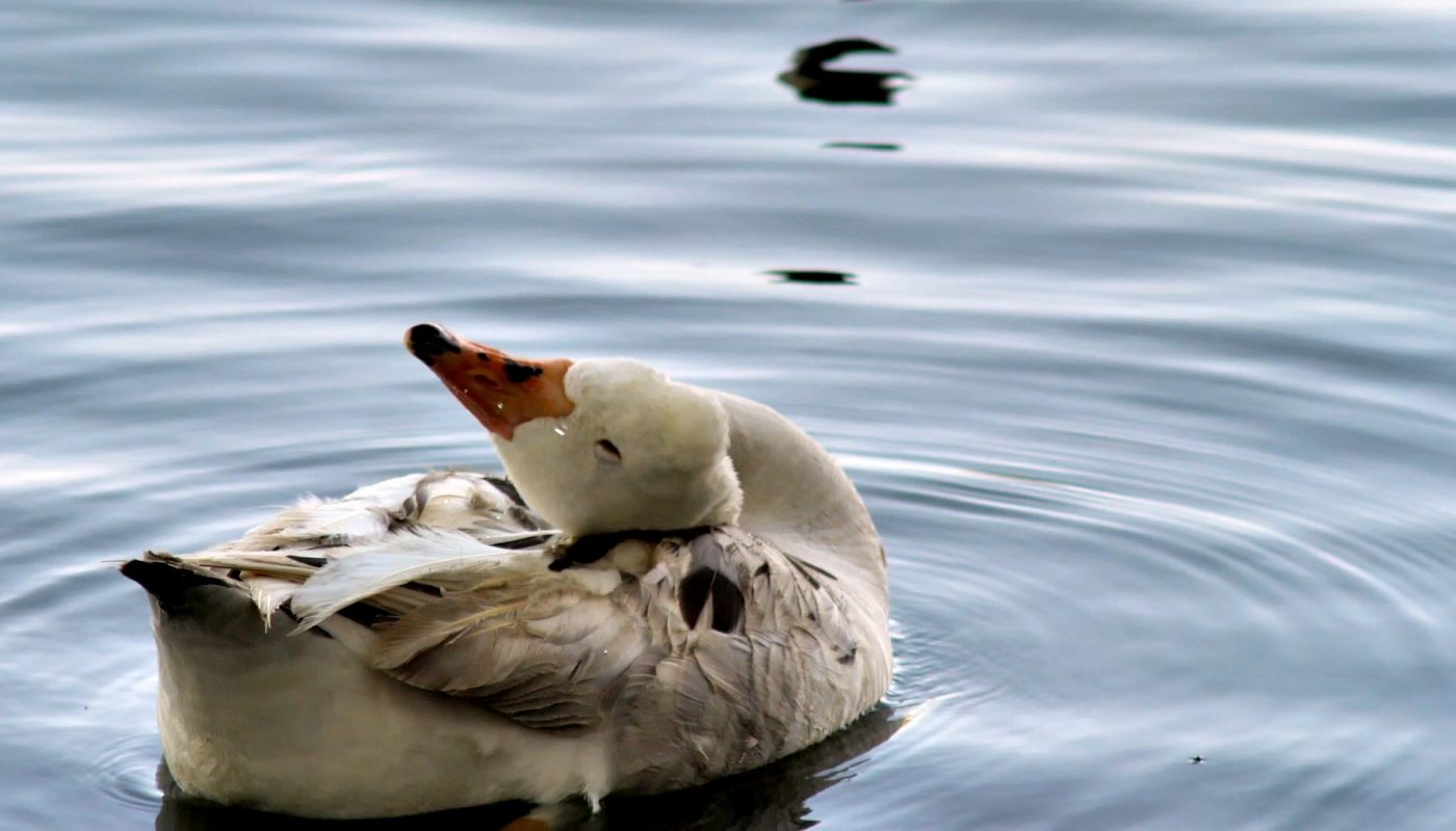 Duck Engaging in Self Care