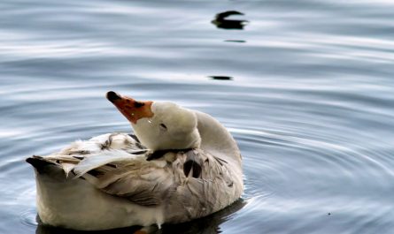 Duck Engaging in Self Care