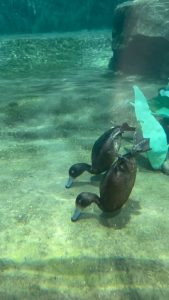 Duck diving underwater to forage for food