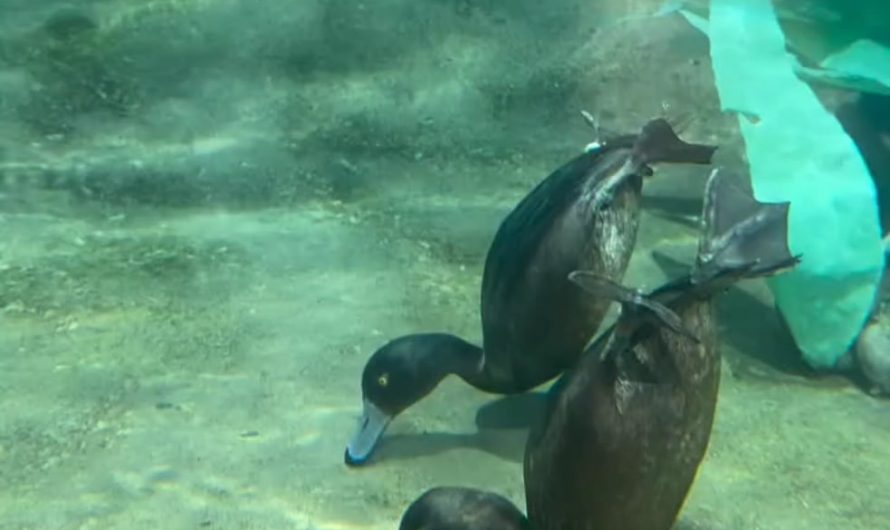 Duck diving underwater to forage for food