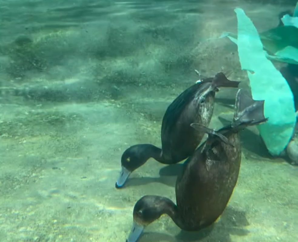 Duck diving underwater to forage for food