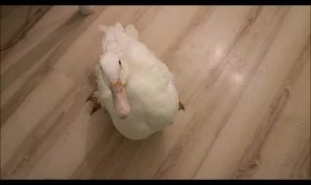 Duck is trying a Banana for the very First Time!