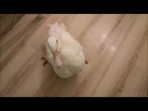Duck is trying a Banana for the very First Time!