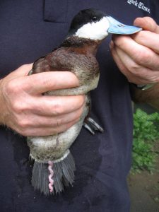 Ducks have a corkscrew shaped, explosive penis to fight a sexual arms race against females, who evolved twisting, labyrinth-like vaginas to block unwanted mating.