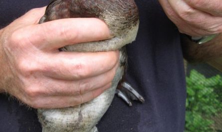 Ducks have a corkscrew shaped, explosive penis to fight a sexual arms race against females, who evolved twisting, labyrinth-like vaginas to block unwanted mating.